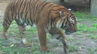Endangered Species Day 2020