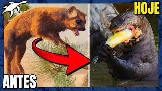 EVOLUÇÃO dos MUSTELÍDEOS: LONTRAS, DONINHAS, FURÕES e TEXUGOS