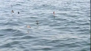 Wilson's Storm-Petrels