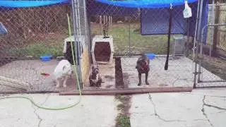 Welcome to coastlinekennels updates&breedings