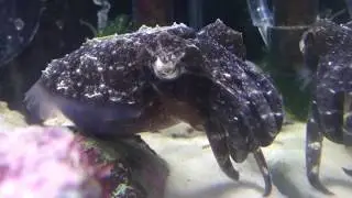 Kosh attack (Sepia bandensis)