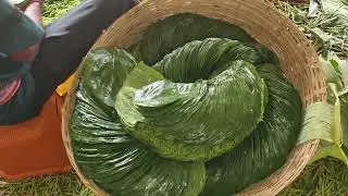 KOLKATA BETEL LEAVES | 📞9593156807 / 9647365286 MEETHA PAAN BEEDA WHOLESALE MARKET | मीठा पान होलसेल