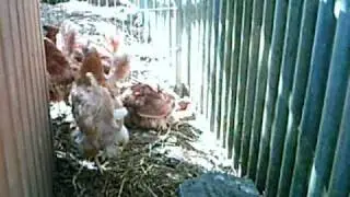 BHWT
