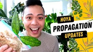 Hoya Propagation Updates 💚 3 Month Update | Polyneura, Finlaysonii, Glabra, Krohniana & MORE