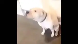 Dog dancing to donkey kong country (kongplete song)