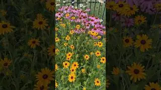 How To Divide and Transplant Perennials #plantcare #gardening