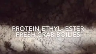 Protein Etyhl- Ester white fresh Crab Boilies
