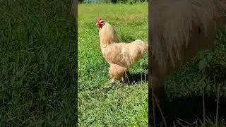 Cockcrow rooster crows rooster Sound #relaxing #asmr #rooster #farm #farmlife #garden #animals