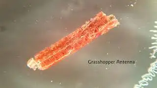 My Living World - Pocket Microscope with Nick Baker