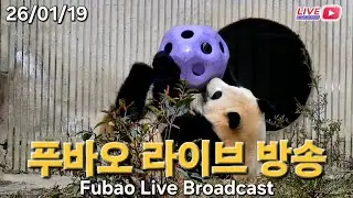 1월 19일 푸바오 라이브 방송-선수핑 기지 판다 아이들과 행복촌, 푸야 이야기 해요~❤️