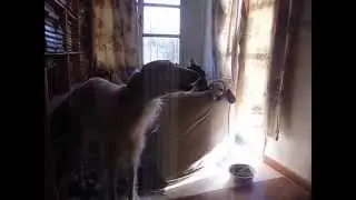 THE HOWLING PACK