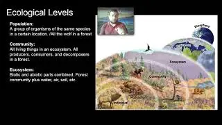 Ecosystem: Relationships - Objective 1: Ecological Factors & Levels of Organization
