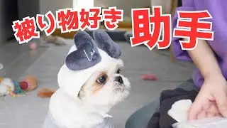 可愛い助手がいるバレンタイン準備…のはずがwww