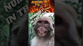 FUNNIEST MONKEY REACTIONS 🐒😂 ! #FunnyMonkey #WildLaughs #AnimalFails #NatureLOL #MonkeyReactions