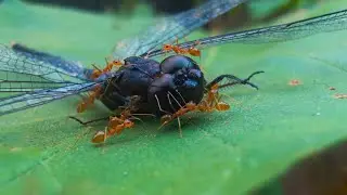 Ants Attack and Carry a Dragonfly #nature #animals