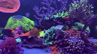 Cade 1200 S2 mixed reef tank update 8 June 2025