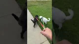 Happy Doggies 🐶 Morning walk part 2 #dogs #walking #funny