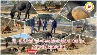 ધી, ગોળ અને ધઉં ના 35 કિલો લાડવા બનાવી ને કુતરાયો ને ખવડાવીયા || એક તારો મારગ સાચ..