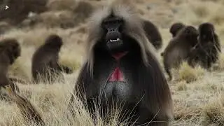 Gelada Baboon Bleeding-Heart Monkey in Nature, Ethiopia | 4K