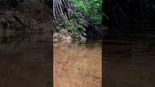 #riverinforest