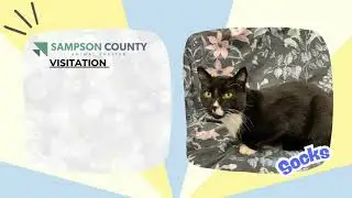 Pet of the Week - Socks 11-04-25