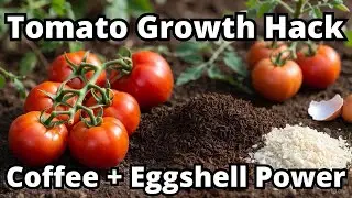 The Coffee Grounds and Eggshell Hack &ndash; Your Tomatoes Will EXPLODE with Growth!