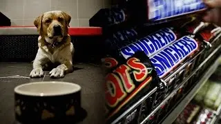 Mars Inc. acquires VCA's animal Hospital network