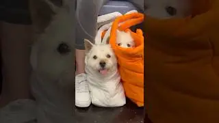 Собаки в сумке