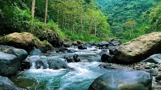 River Flow & Forest Birds Chirping | Gentle Nature Sounds ASMR for Sleep & Meditation