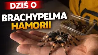 DZIŚ o BRACHYPELMA HAMORII plus ogłoszenie.!!!