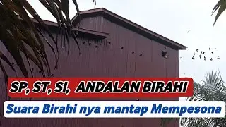 SP, ST, SI, ANDALAN BIRAHI || SUARA WALET TERBAIK