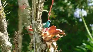 A Male Swallow Tanager drinking water from a flower