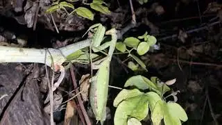 The praying mantis continues to sit on the grapes.