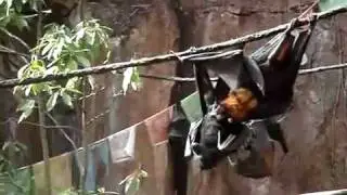 Gay Grey Headed Flying Fox plays with some straight bat, licky licky! nom nom nom, ROFL