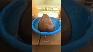 dogs being idiots part 421 #funny #funnydogs #pets #funnypets #petvideos #funnyanimals #animals