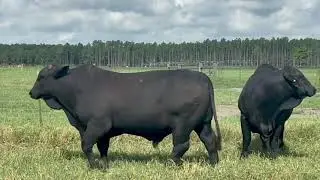 Circle F Farms F1 Bulls