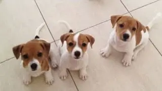#viralvideo प्यारा Baby Dog खेलते हुए 🐕 | Cute Puppy Long Video