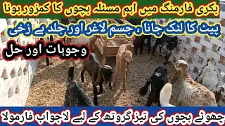 (1041) Best Wanda formulation for Goats kids/Bakriyon k bachon ki behtreen khoorak 