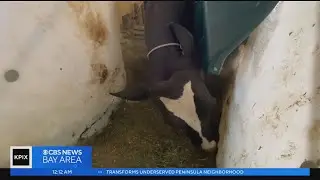 Dairy products like milk come with an environmental cost
