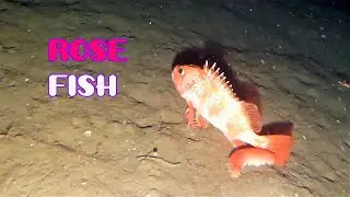 Rose Fish Blackbelly - Helicolenus Dactylopterus