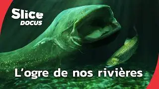 Dans l'ombre du silure, prédateur furtif I Slice Docus