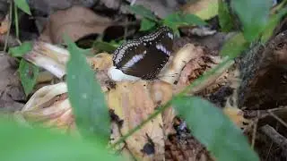 butterflies