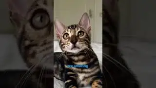 Eyes of Bengal Cats #bengali #cat #kitten #catlover #bengalnederland #bengalagmacattery #