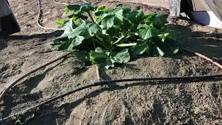 The Hulk - Giant True Green Squash