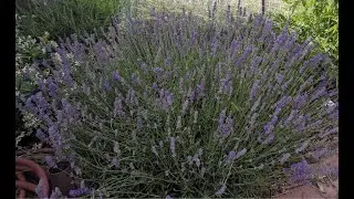 Fall Lavender Pruning