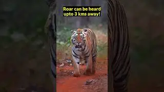 Tigers Roar can paralyze small animals !!!#facts #tiger #shorts #knowledge #satisfying #animals