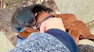 Wild day, with a chipmunk cameo in mid January 