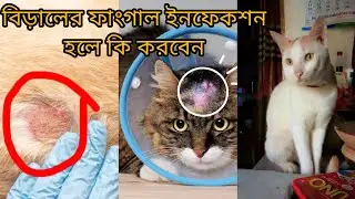 বিড়ালের ফাংগাল ইনফেকশন হলে কি করবেন।#foryou #cat #catinfluencer #catproblems #viralvideo #catlover