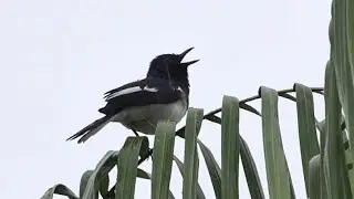 Bird Song: ORIENTAL MAGPIE-ROBIN singing in the rain, Singapore