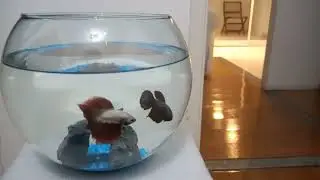 PEIXE, BETTA MACHO X BETTA FÊMEA, É POSSÍVEL OS 2 JUNTOS?